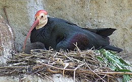 Déli tarvarjú (Geronticus calvus)