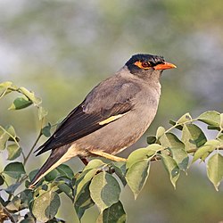 Bank myna (Acridotheres ginginianus).jpg