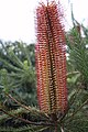 Banksia ericifolia 'White Candles'