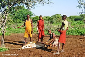 Pet branding (Tanzania) Photo from the article"In search of the Lost Tribes"