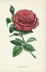 Miniatura para Bourbon (rosa)