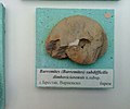 en:Barremites (Barremites) subdifficilis dimboviciorensis n.subsp. en:Barremian, en:Brestak (Coll. St. Breskovski) at the en:Sofia University 'St. Kliment Ohridski' Museum of Paleontology and Historical Geology