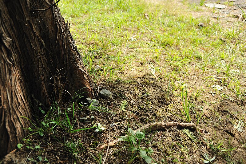 File:Base of a tree in the grass in Imabari, Ehime - Takeshi DSC 1674 (4036805704).jpg