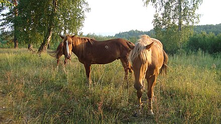 Башкирский жеребец. Башкирская порода лошадей. Порода лошадей,FIRB ,Башкирская. Лошади Башкирии башкирской породы. Башкирская порода лошадей табуны.