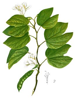 Bauhinia acuminata з книги Flora de Filipinas