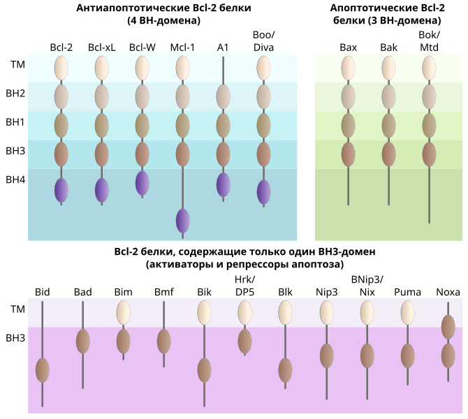 File:Bcl-2 family.svg