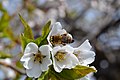 Bee on an apple tree 3.jpg