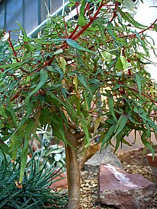 Begonia dregei