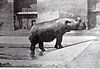 Northern Sumatran rhinoceros