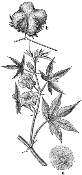 Billedbeskrivelse Beklädnadsväxter, Gossypium herbaceum, Nordisk familjebok.png.