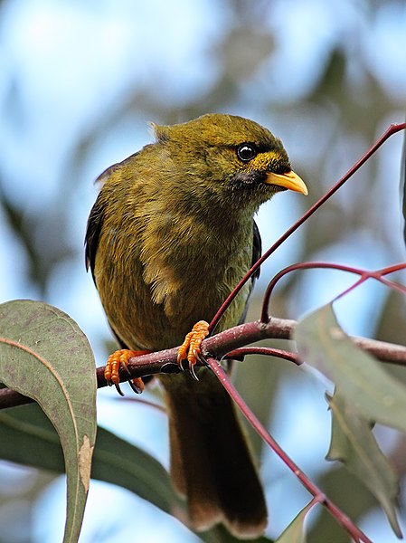 File:Bell Miner1.jpg