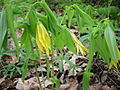 Keltakielokki (Uvularia grandiflora)