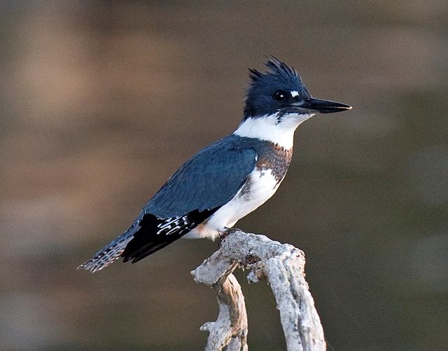 File:Belted_Kingfisher.jpg