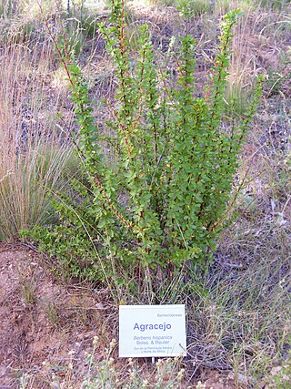 <i>Berberis vulgaris <span style="font-style:normal;">subsp.</span> australis</i> Species of shrub