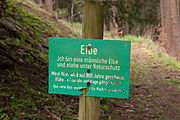 Deutsch: Naturdenkmal [16] Eibe bei Bernstein, Schwarzenbach am Wald English: European yew Natural Monument near Bernstein, Schwarzenbach am Wald