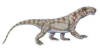 Biarmosuchidae Extinct family of therapsids