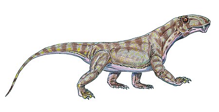 Fail:Biarmosuchus.jpg