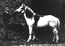 Foto en noir et blanc d'un paysan penyewa en utama un petit cheval gris bridé et sellé présenté de profil.