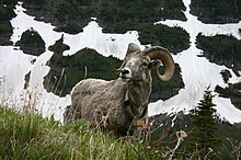 Bighorn sheep, or Ovis canadensis, traditional food source for the Tukudeka Bighorn Sheep over Patches of Snow.jpg