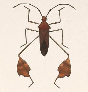 Anisoscelidini tribe of insects