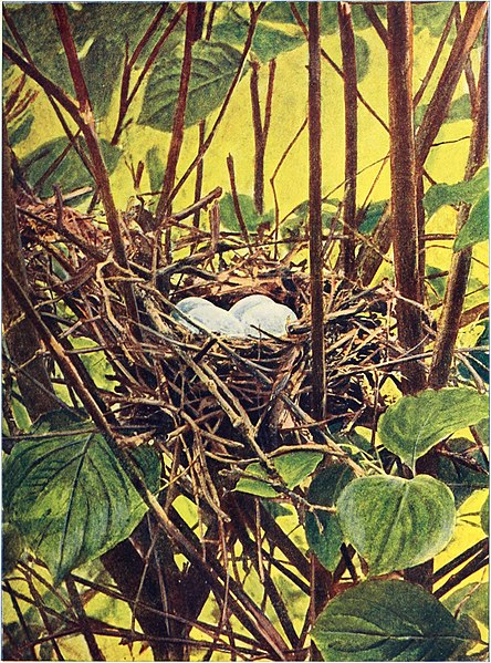 File:Bird homes - the nests, eggs and breeding habits of the land birds breeding in the eastern United States; with hints on the rearing and photographing of young birds (1902) (14568660319).jpg