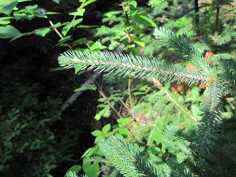 File:Black Spruce Needles (0f88e74c-dde1-4497-a559-7f81c27dab06).JPG