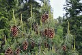 Foliage and cones, Kullu-Manali District, Himachal Pradesh, India.