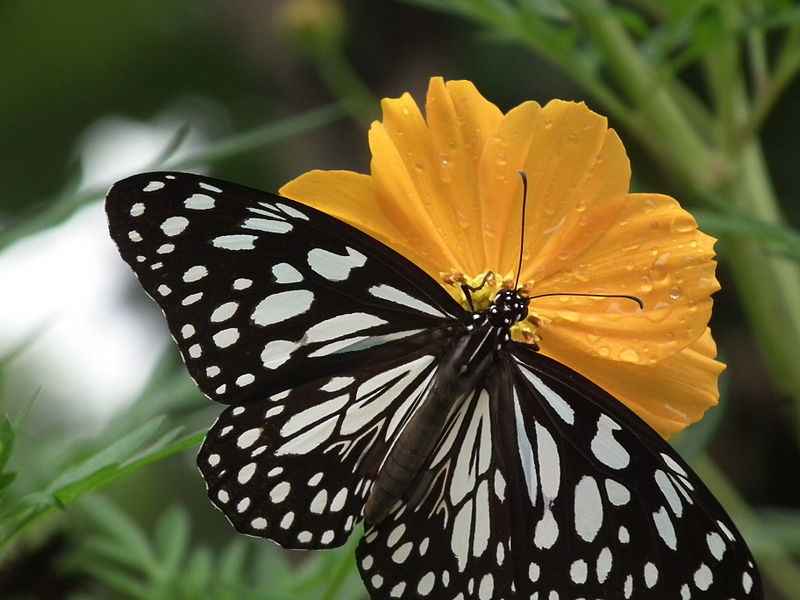 File:Blue Tiger from Thrissur, Kerala 5110.JPG