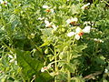 Habitus and Flowers