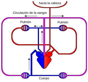 Aparato Circulatorio