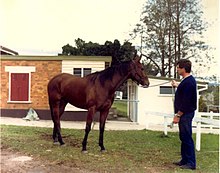 Bold Personality, whilst being held as an exhibit at the Mounted Police Unit, Oxley, with Senior Constable Ian Johnston.jpg