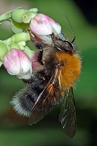 ♂ Bombus hypnorum (Tree Bumblebee)