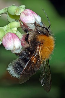 Bombus hypnorum mâle récoltant du pollen