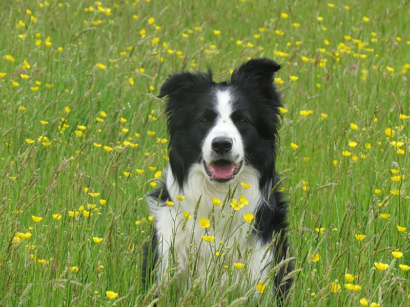 File:Border collie à poils longs.jpg