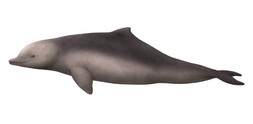 Life restoration of Brachydelphis mazeasi