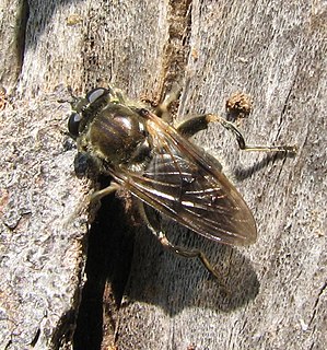 Brachypalpus oarus