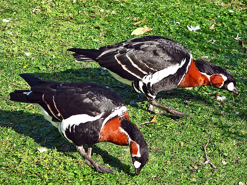 File:Branta ruficollis.jpg