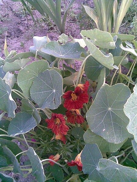 File:Brassicales - Tropaeolum majus 2 - 2011.07.11.jpg