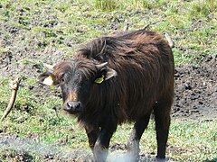 Bufflon d'un élevage allemand.