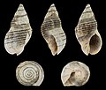 * Nomination Shell of a true whelk, Buccinulum littorinoides --Llez 05:11, 28 June 2023 (UTC) * Promotion  Support Good quality.--Famberhorst 05:17, 28 June 2023 (UTC)