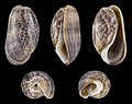 * Nomination Shell of a Bullid, File:Bulla striata var. adansoni --Llez 04:47, 28 May 2022 (UTC) * Promotion  Support Good quality. --Tournasol7 04:54, 28 May 2022 (UTC)