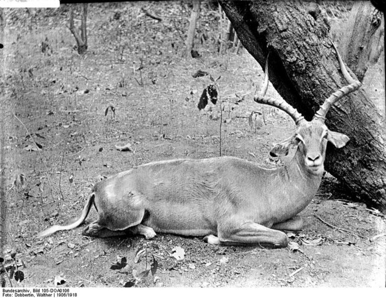 File:Bundesarchiv Bild 105-DOA0106, Deutsch-Ostafrika, Schwarzfersenantilope.jpg