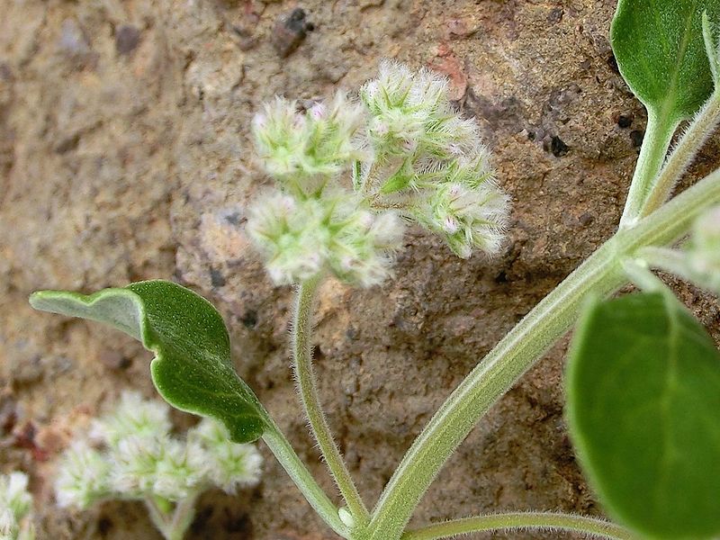 File:Bystropogon origanifolius Tenerife 3.jpg