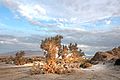 CA - VALLACITO VALLEY CAMPSITE (1-6-2017) anza-borrego state park, san diego co, ca -15 watercolor (32412745171).jpg