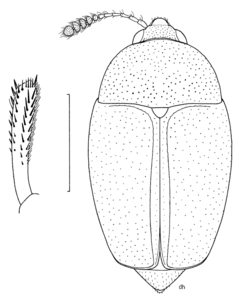 Description de l'image COLE Staphylinidae Cyparium earlyi.png.