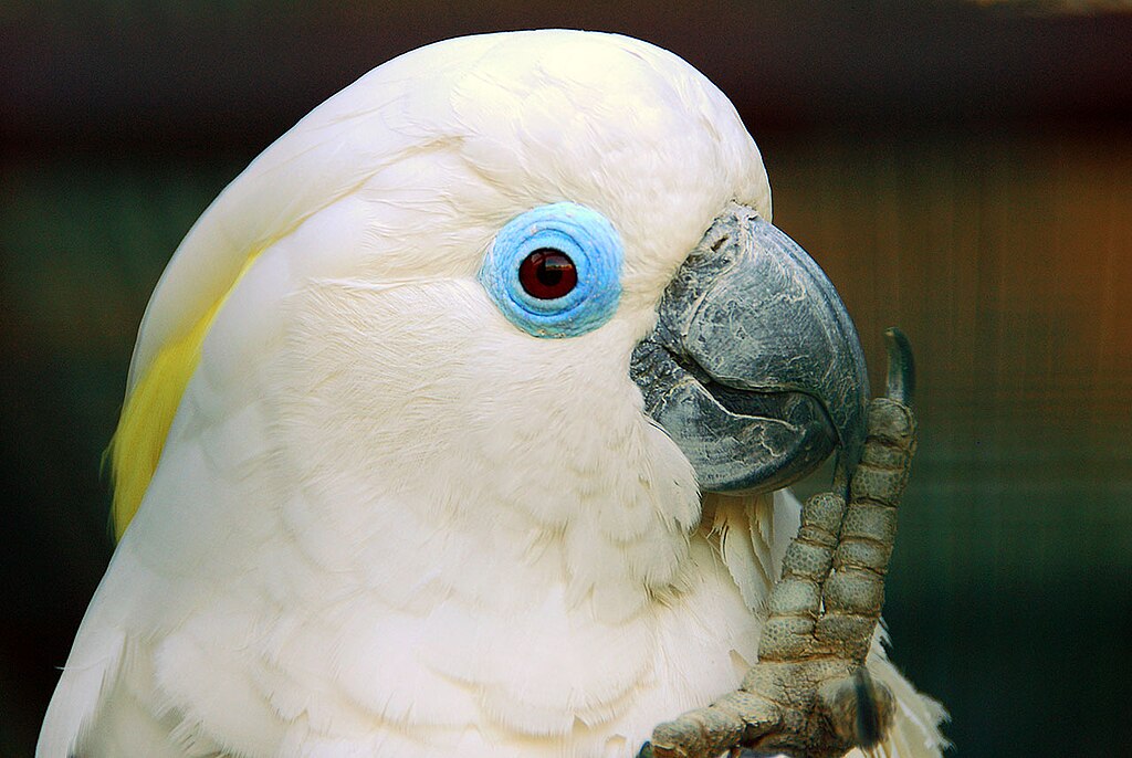 The upper body of a mainly white cockatoo that has raised its left leg to its black beak. Pale-yellow crest feathers are just seen under the more prominent white crest feathers. It has a wide circular rim of featherless blue skin around its eyes. Its irises are brown.