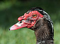 * Nomination Cairina moschata male --Ianare 09:59, 17 May 2009 (UTC) * Promotion good portrait --Mbdortmund 10:28, 17 May 2009 (UTC)