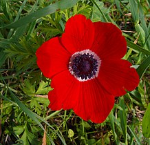 Anemone coronaria (Poppy anemone)