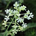 Calanthe rubens alba form