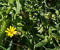 Thumbnail for Calendula stellata